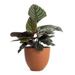 Coral Refined Planter - Canyon Orange -Indoor Plant Store Calathea Sanderiana Pin Stripe Calathea Coral Refined Planter Canyon Orange