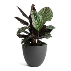 Mini Jesslyn Plant Pot - Black Washed -Indoor Plant Store Calathea Sanderiana Pin Stripe Calathea Mini Jesslyn Plant Pot Black Washed