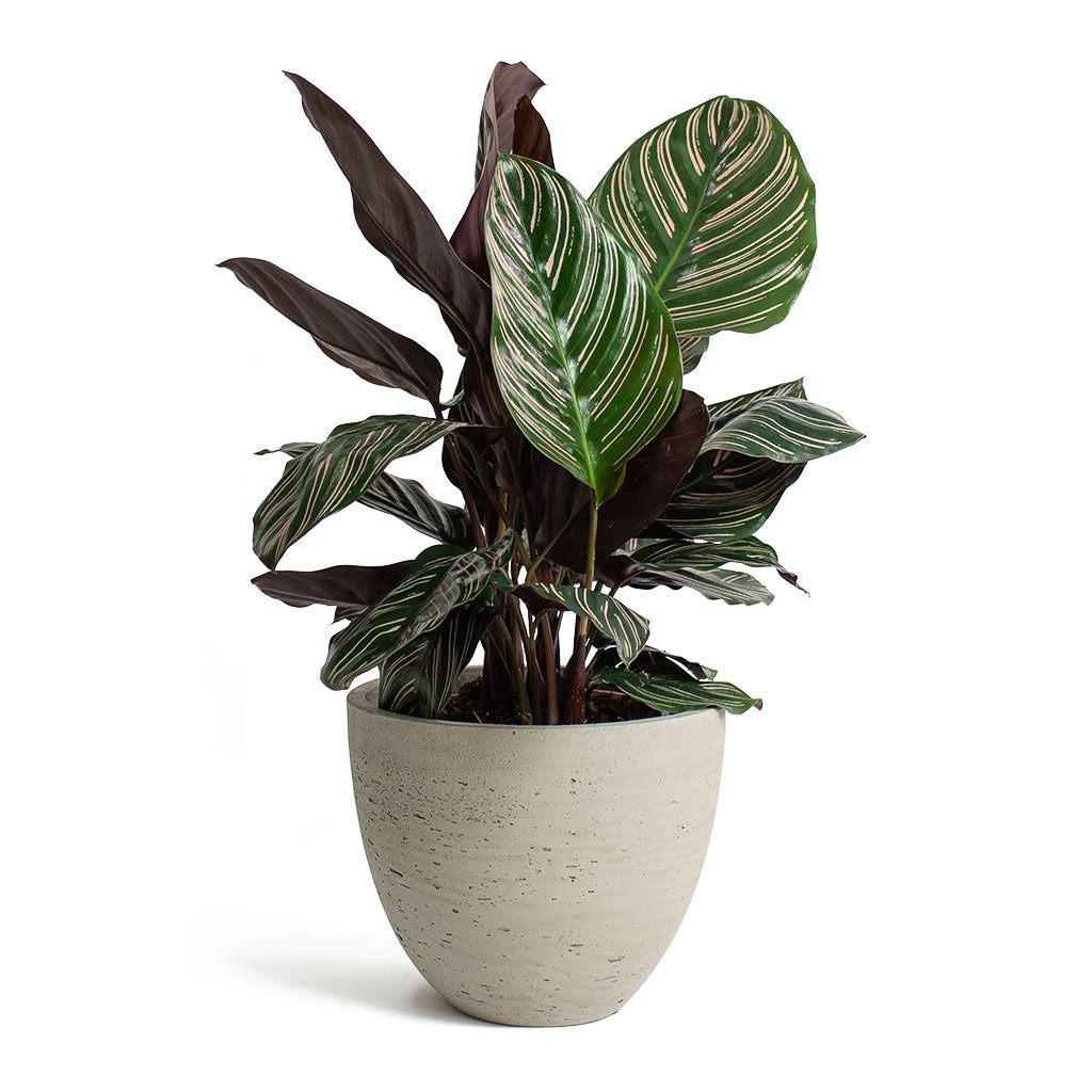 Mini Jesslyn Plant Pot - Grey Washed 6 Mini Jesslyn Plant Pot - Grey Washed - Image 6