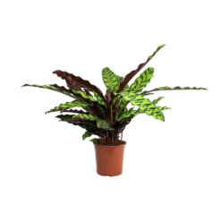 Calathea Lancifolia - Rattlesnake Plant 22 Calathea Lancifolia - Rattlesnake Plant -Indoor Plant Store Calathea lancifolia Rattlesnake Plant 14cm