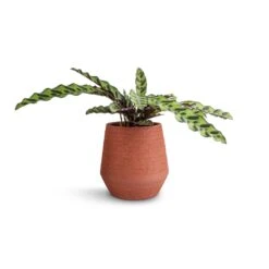 Humus Plant Pot - Terra 6 Humus Plant Pot - Terra -Indoor Plant Store Calathea lancifolia Rattlesnake Plant 14x40cm Humus Plant Pot Terra 16.5x18.5cm 38847116 b1ef 46db 8b31 0661a9af6c77