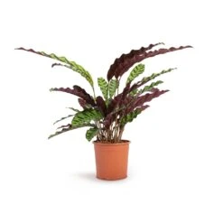 Calathea Lancifolia - Rattlesnake Plant 14 Calathea Lancifolia - Rattlesnake Plant -Indoor Plant Store Calathea lancifolia Rattlesnake Plant 14x45cm