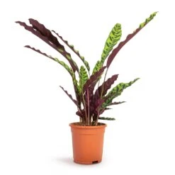 Calathea Lancifolia - Rattlesnake Plant 17 Calathea Lancifolia - Rattlesnake Plant -Indoor Plant Store Calathea lancifolia Rattlesnake Plant 17x60cm