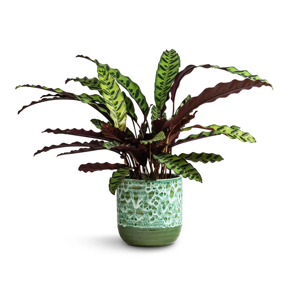 Calathea Lancifolia - Rattlesnake Plant 1 Calathea Lancifolia - Rattlesnake Plant