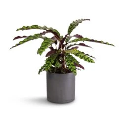 Calathea Lancifolia - Rattlesnake Plant 16 Calathea Lancifolia - Rattlesnake Plant -Indoor Plant Store Calathea lancifolia Rattlesnake Plant 17x60cm Puk Plant Pot Black Washed 20x20cm