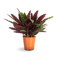 Calathea Lancifolia - Rattlesnake Plant 19 Calathea Lancifolia - Rattlesnake Plant -Indoor Plant Store Calathea lancifolia Rattlesnake Plant 19x60cm