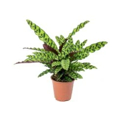 Calathea Lancifolia - Rattlesnake Plant 21 Calathea Lancifolia - Rattlesnake Plant -Indoor Plant Store Calathea lancifolia Rattlesnake Plant 75cm