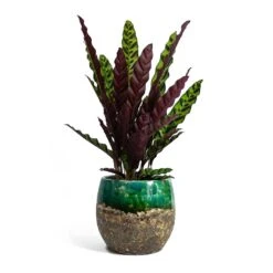 Calathea Lancifolia - Rattlesnake Plant 15 Calathea Lancifolia - Rattlesnake Plant -Indoor Plant Store Calathea lancifolia Rattlesnake Plant Lindy Plant Pot Black Green fc17ebf1 9d2d 42c4 bae4 67e0a375300e