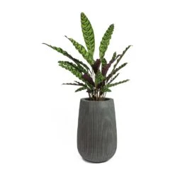 Calathea Lancifolia - Rattlesnake Plant 18 Calathea Lancifolia - Rattlesnake Plant -Indoor Plant Store Calathea lancifolia Rattlesnake Plant Patt High Plant Vase Ridged Dark Grey f4ab71f4 88f3 492f b222 d86061f37f96
