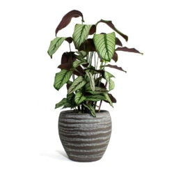 Calathea Majestica White Star -Indoor Plant Store Calathea majestica White Star Koen Plant Pot Brown