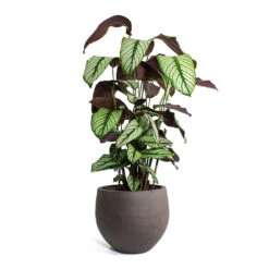 Calathea Majestica White Star -Indoor Plant Store Calathea majestica White Star Mini Orb Kevan lant Pot Ash Brown