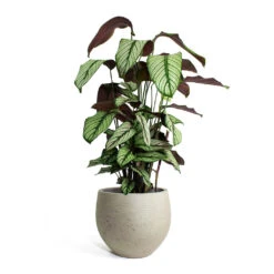Calathea Majestica White Star -Indoor Plant Store Calathea majestica White Star Mini Orb Kevan lant Pot Grey Washed
