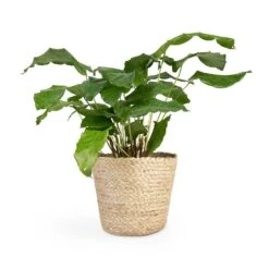 Calathea Musaica Network 18 Calathea Musaica Network -Indoor Plant Store Calathea musaica Network 12x30cm Selin Plant Basket Jute 18x16cm 2