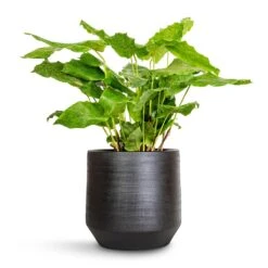 Norell Plant Pot - Black 37 Norell Plant Pot - Black -Indoor Plant Store Calathea musaica Network 17x50cm Norell Plant Pot Black 21x20cm 4f277232 92fb 4ac5 8b16 d66a616ae96e