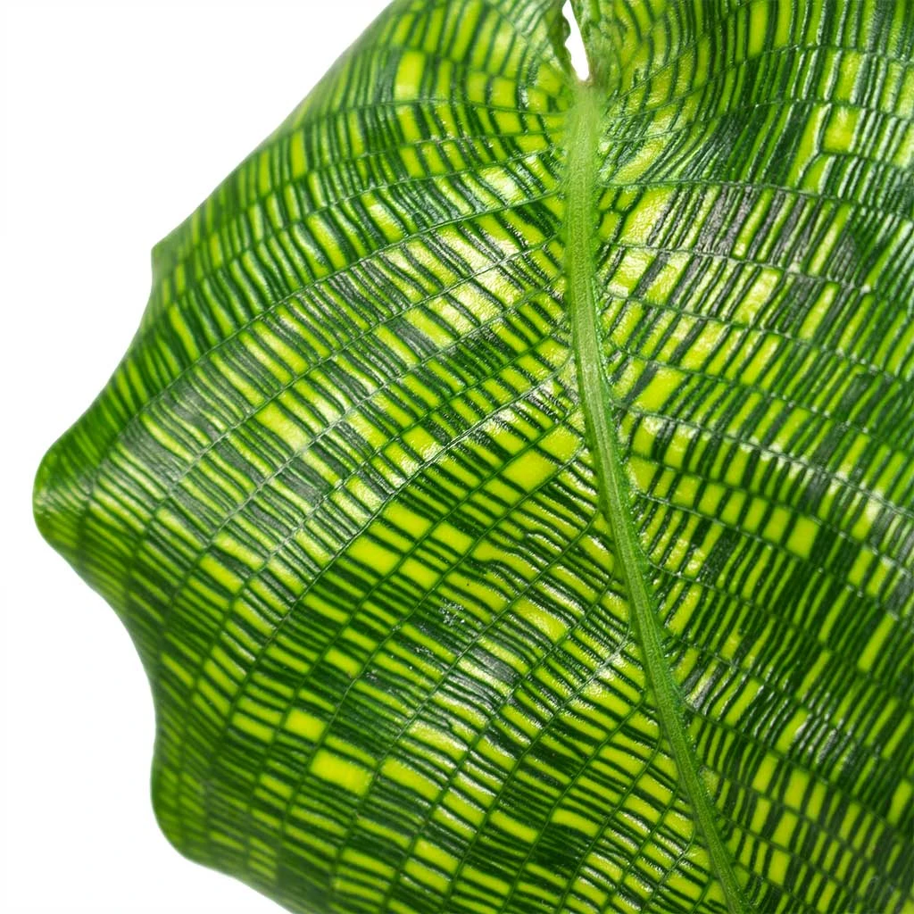 Calathea Musaica Network 2 Calathea Musaica Network - Image 2