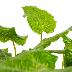 Calathea Musaica Network 13 Calathea Musaica Network -Indoor Plant Store Calathea musaica Network DETAIL