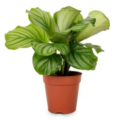 Calathea Orbifolia -Indoor Plant Store Calathea orbifolia 12x35cm