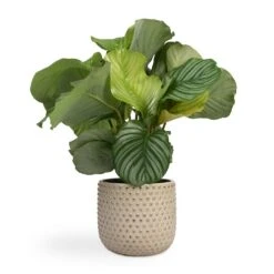 Calathea Orbifolia -Indoor Plant Store Calathea orbifolia 12x35cm Bolino Plant Pot Mint 24x21cm