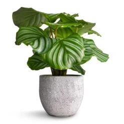 Calathea Orbifolia -Indoor Plant Store Calathea orbifolia 12x35cm Cas Plant Pot Cool Grey 15x13cm