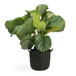 Calathea Orbifolia -Indoor Plant Store Calathea orbifolia 12x35cm Nelis Plant Basket Green 23x20cm
