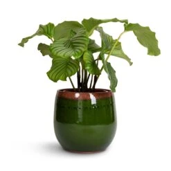 Charlotte Plant Pot - Green 35 Charlotte Plant Pot - Green -Indoor Plant Store Calathea orbifolia 21x60cm Charlotte Plant Pot Green 29x25cm 77f86588 bd70 4021 b4b9 bbcd5a1bc0e3