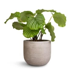 Calathea Orbifolia -Indoor Plant Store Calathea orbifolia 21x60cm Cody Plant Pot Ridged Cement 28x25cm b61a46e2 f02e 45f2 ae4f c3c235fb7dda