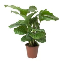 Calathea Orbifolia -Indoor Plant Store Calathea orbifolia