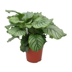 Calathea Orbifolia -Indoor Plant Store Calathea orbifolia Large