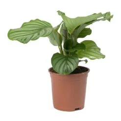 Calathea Orbifolia -Indoor Plant Store Calathea orbifolia Medium