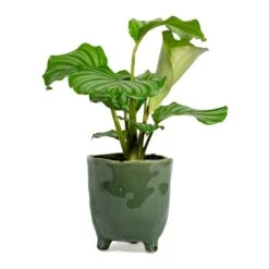 Calathea Orbifolia -Indoor Plant Store Calathea orbifolia kaat green plant pot