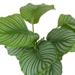 Calathea Orbifolia -Indoor Plant Store Calathea orbifolia Leaves