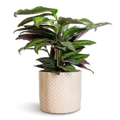 Lazzaro Plant Pot - Taupe Garland -Indoor Plant Store Calathea ornata Beauty Star 14x50cm Lazzaro Plant Pot Taupe Garland 18x16cm