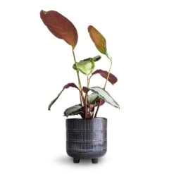 Calathea Picturata Argentea -Indoor Plant Store Calathea picturata Argentea 12 x 40cm Denise Plant Pot Blue Bronze 17 x 17cm 8f681b6c be51 45f4 a37e 41da844f85fe