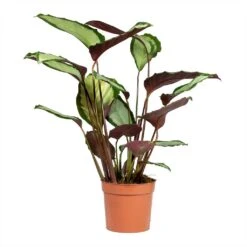 Calathea Picturata Argentea -Indoor Plant Store Calathea picturata Argentea 12x40cm 2