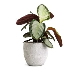 Calathea Picturata Argentea -Indoor Plant Store Calathea picturata Argentea 12x40cm Cas Plant Pot Cool Grey 17x15cm