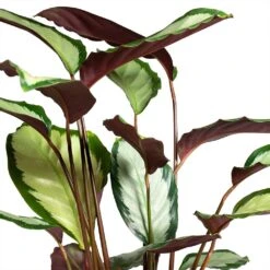 Calathea Picturata Argentea -Indoor Plant Store Calathea picturata Argentea 12x40cm Foliage