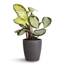 Calathea Picturata Argentea -Indoor Plant Store Calathea picturata Argentea 12x40cm Gerben Plant Pot Black Washed 15x16cm