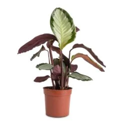 Calathea Picturata Argentea -Indoor Plant Store Calathea picturata Argentea 12x40cm f9e1c73f 0528 4ecb 89e5 a410c7c34b6e
