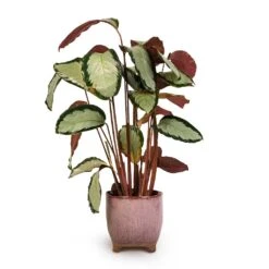 Calathea Picturata Argentea -Indoor Plant Store Calathea picturata Argentea 17x75cm Kaat Plant Pot Old Pink 20x20cm 3ba3b349 b4d8 487f b68d 3d5c842fca7a