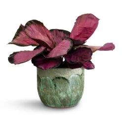 Moon Plant Pot - Jungle 19 Moon Plant Pot - Jungle -Indoor Plant Store Calathea picturata Crimson 14x50cm Moon Plant Pot Jungle 19x16cm 35b290dd 5081 4741 85aa 5eed4c05b175