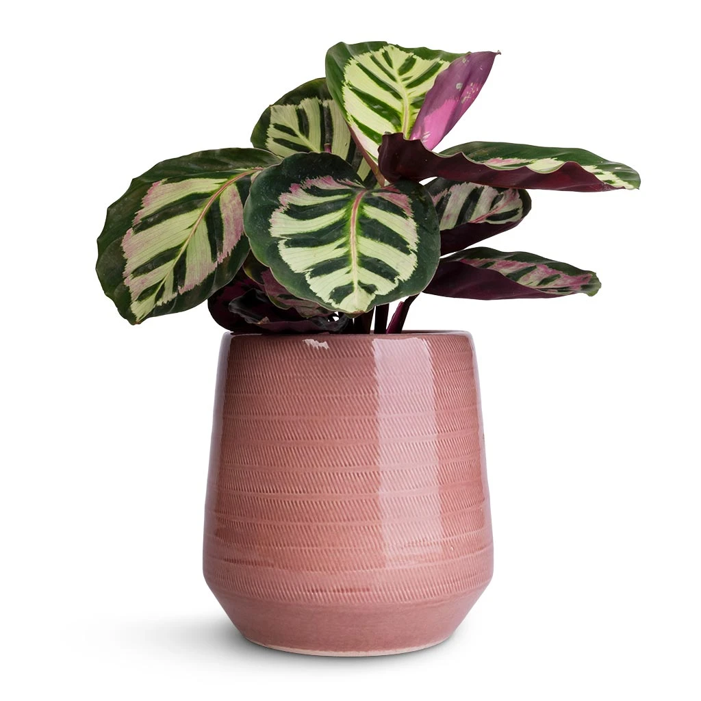 Remi Plant Pot - Pink 2 Remi Plant Pot - Pink - Image 2