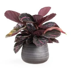 Calathea Roseopicta Dottie - Rose Painted Calathea 17 Calathea Roseopicta Dottie - Rose Painted Calathea -Indoor Plant Store Calathea roseopicta Dottie Rose Painted Calathea 14x45cm Angle Darcy Plant Pot Anthracite 24x16cm e8f7101b 4cf9 4d8c b37d d85b29104dbc