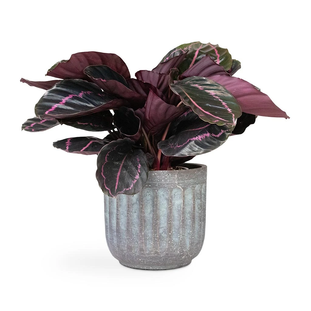 Calathea Roseopicta Dottie - Rose Painted Calathea 3 Calathea Roseopicta Dottie - Rose Painted Calathea - Image 3