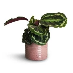 Hera Plant Pot - Purple -Indoor Plant Store Calathea roseopicta Dottie Rose Painted Calathea 14x45cm Hera Plant Pot Purple 17x16cm 1 ccf5ae6f ec26 4ffe b7f0 3a98c047c2eb