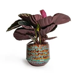 Calathea Roseopicta Dottie - Rose Painted Calathea 16 Calathea Roseopicta Dottie - Rose Painted Calathea -Indoor Plant Store Calathea roseopicta Dottie Rose Painted Calathea 14x45cm Noud Plant Pot Marrakesh 20x17cm ab3f2272 b4a9 426a aa0d 299504f8331f