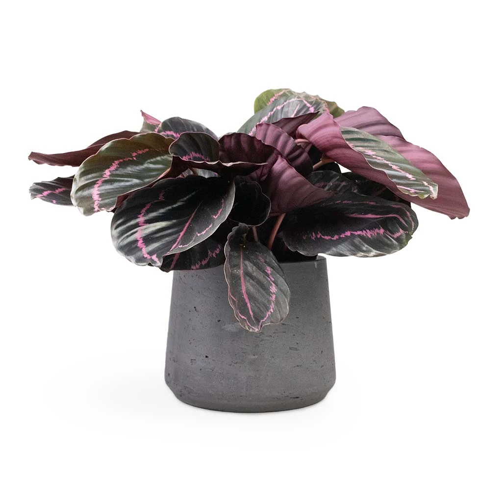 Calathea Roseopicta Dottie - Rose Painted Calathea 9 Calathea Roseopicta Dottie - Rose Painted Calathea - Image 9