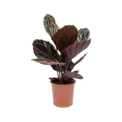 Calathea Roseopicta Dottie - Rose Painted Calathea 15 Calathea Roseopicta Dottie - Rose Painted Calathea -Indoor Plant Store Calathea roseopicta Dottie Rose Painted Calathea