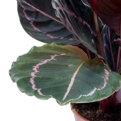 Calathea Roseopicta Dottie - Rose Painted Calathea 14 Calathea Roseopicta Dottie - Rose Painted Calathea -Indoor Plant Store Calathea roseopicta Dottie Rose Painted Calathea Leaves