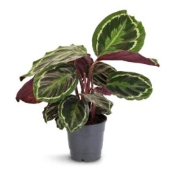 Calathea Roseopicta Medallion -Indoor Plant Store Calathea roseopicta Medallion 12x30cm