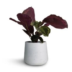 Calathea Roseopicta Medallion -Indoor Plant Store Calathea roseopicta Medallion 12x30cm Patt Plant Pot White Washed 16x14cm fbc7d081 09f9 45b9 b10f 6977d0f2daf1
